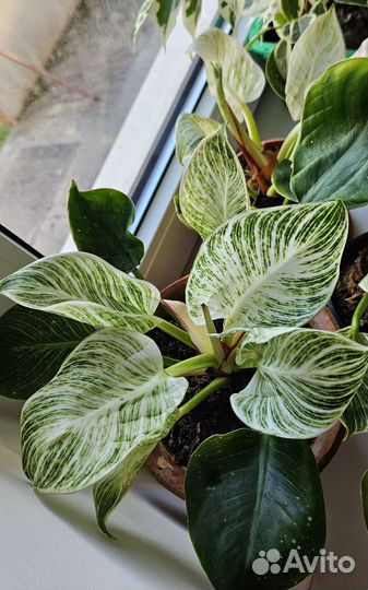 Филодендрон биркин, комнатные растения