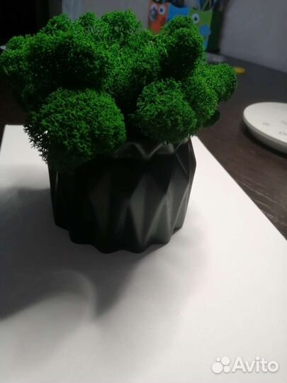 Кашпо из гипса со мхом