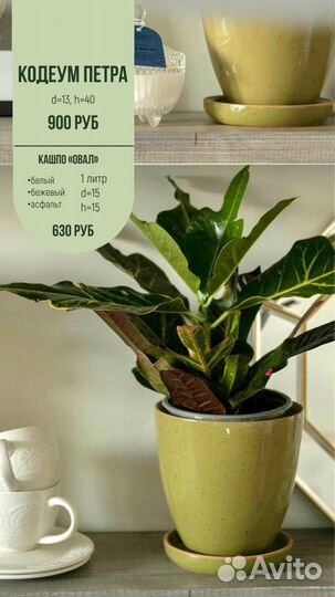 Комнатные растения цветы