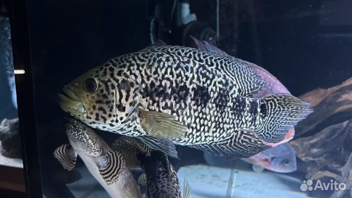 Манагуанская цихлазома