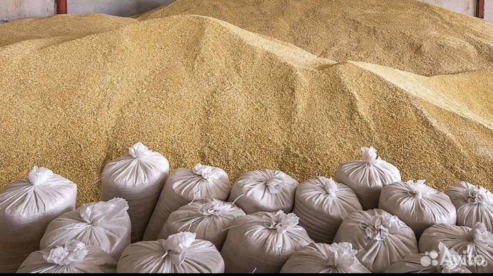 Зерно ячмень