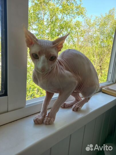 Донской сфинкс кот