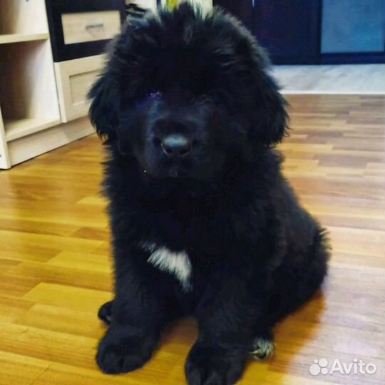 Девочкa тибетский мастиф