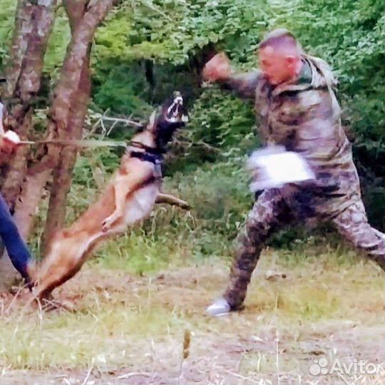 Кинолог, дрессировка собак