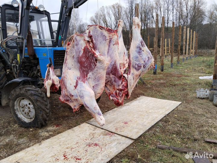 Мясо говядина (быки)