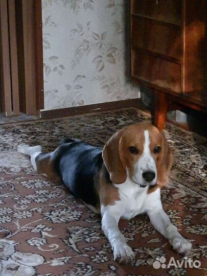 Бигль,щенки(охотники)