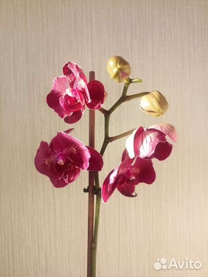 Орхидея фаленопсис бабочка кимоно