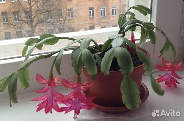 Шлюмбергера (Декабрист) укоренившийся росток