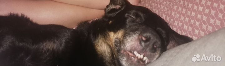 Собака в добрые руки отдам бесплатно