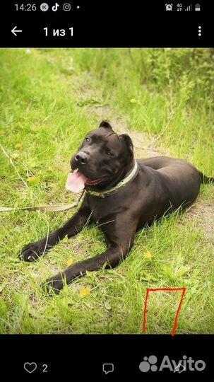 Щенки американского Бандога