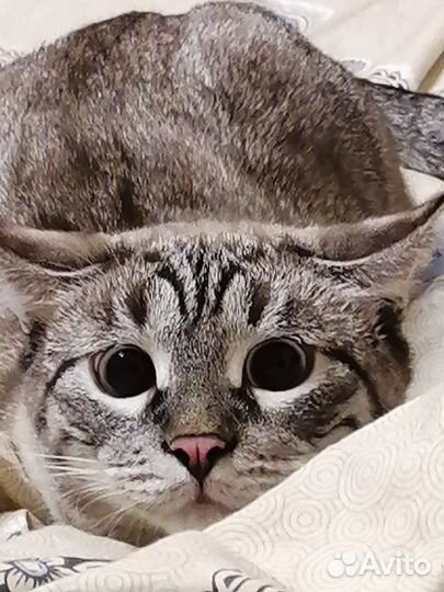 Кошка бесплатно