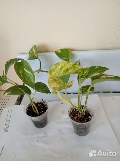 Сциндапсус, эпипремнумы