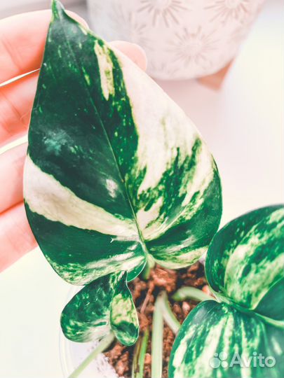 Эпипремнум/сциндапсус