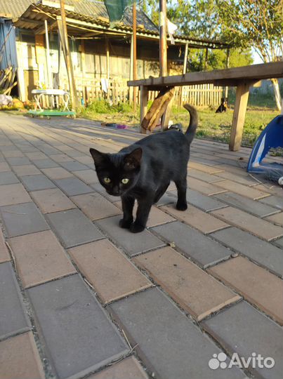 Найден котёнок