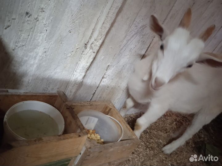 Продам козла 2 месяца