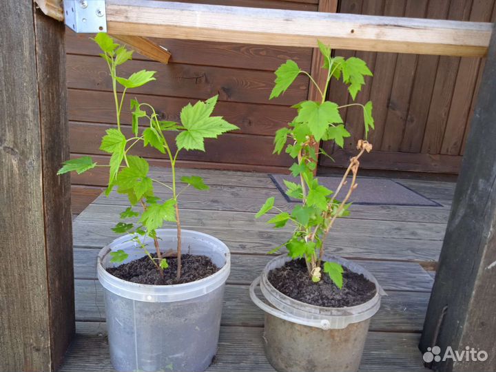 Саженцы черной и красной смородины, жасмина, астры