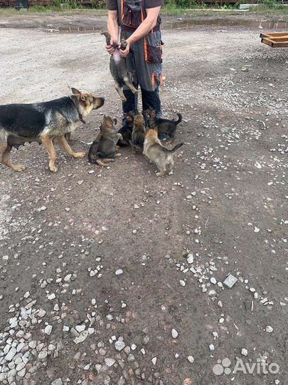 Собака в добрые руки щенок