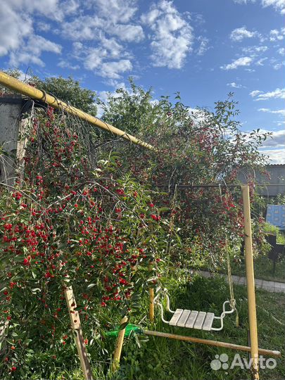 Вишня свежая