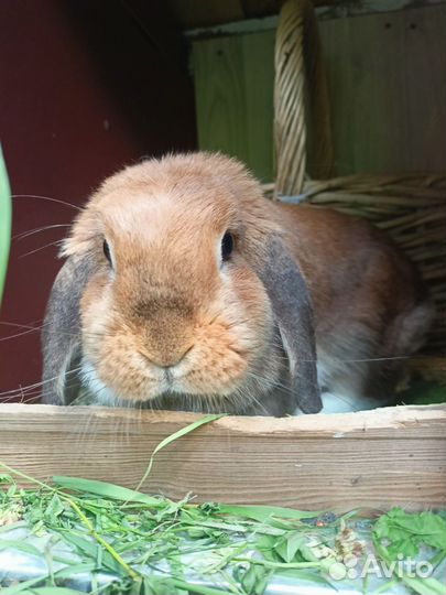 Декоративная крольчиха
