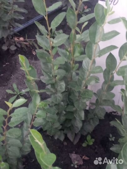 Кизильник блестящий