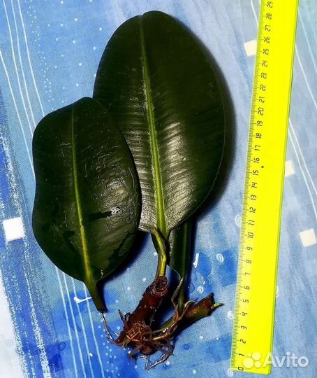 Фикус каучуконосный Робуста