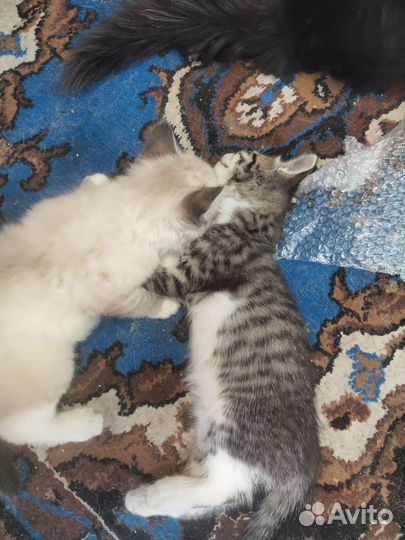 Котята ищут дом