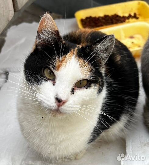 Кошки в добрые руки