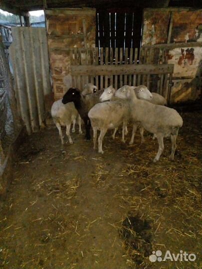 Овцы бараны