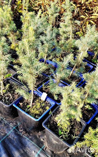 Хвойные растения