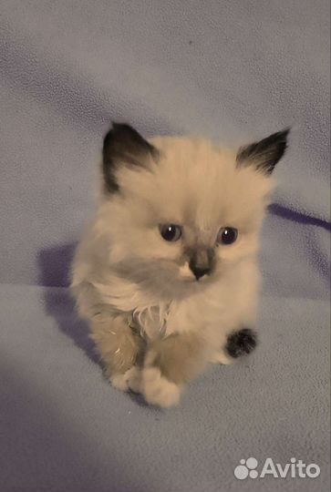 Котята в добрые руки (кошечки)