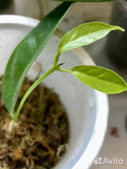 Хойя хоя hoya Danumensis