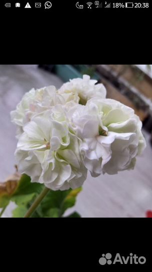 Продам на срез пеларгонии