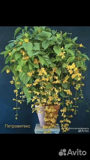 Петровитекс