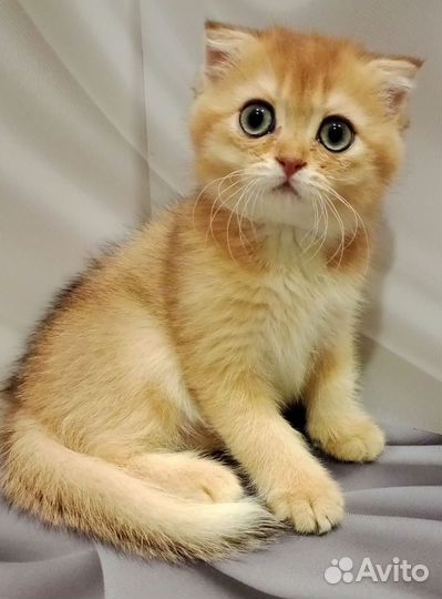 Шотландская