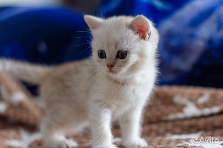 Котята британская шиншилла