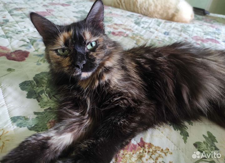 Кошка бесплатно