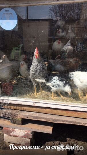 Куры несушки продам