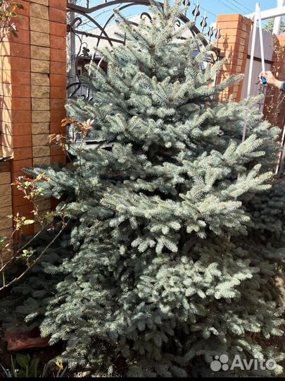 Ель голубая
