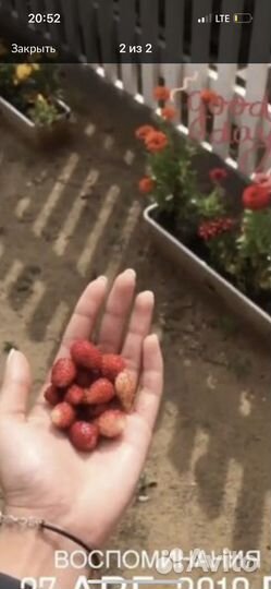 Рассада земляники ремонтантной