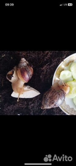 Улитки ахатины