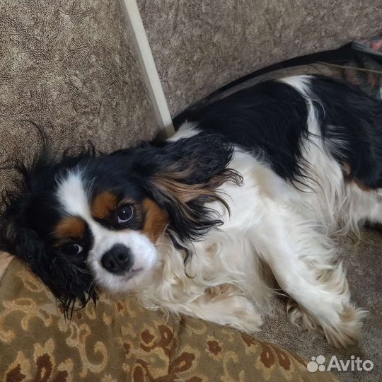 Гостиница для животных 