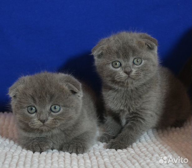 Вислоухие котята, голубые