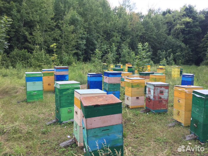 Гречишный мед, Акациевый мёд, Майский мед