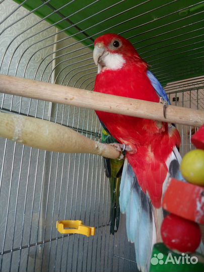 Розелла красный