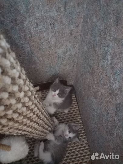 Отдам котят