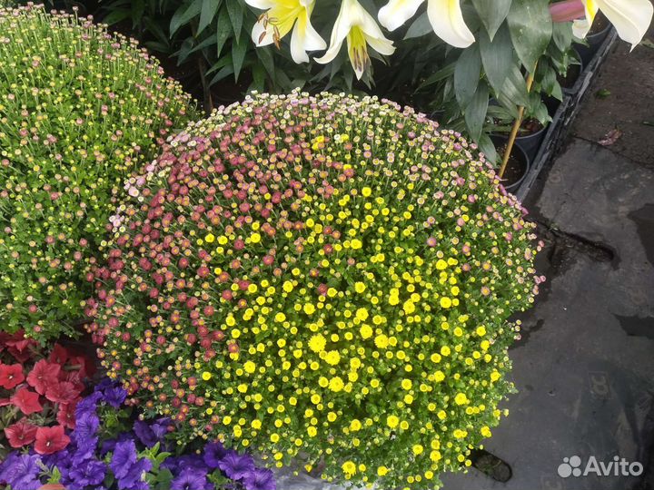 Хризантемы мультифлора