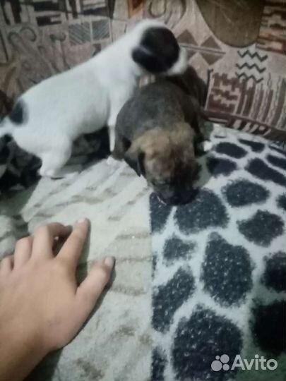 Щенки стаффа