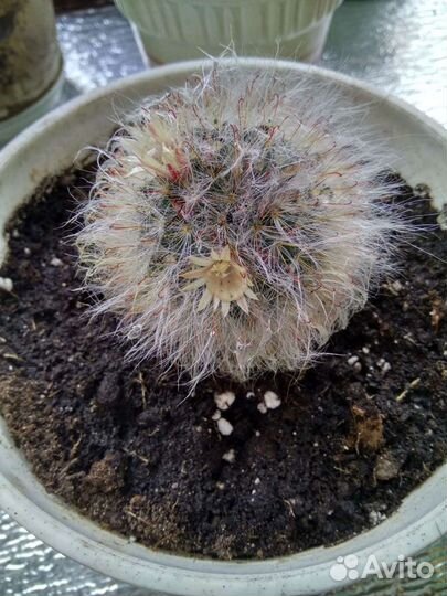 Кактус и кактусята