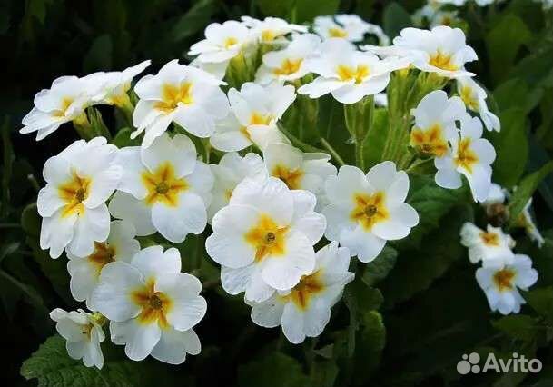 Примула - многолетник