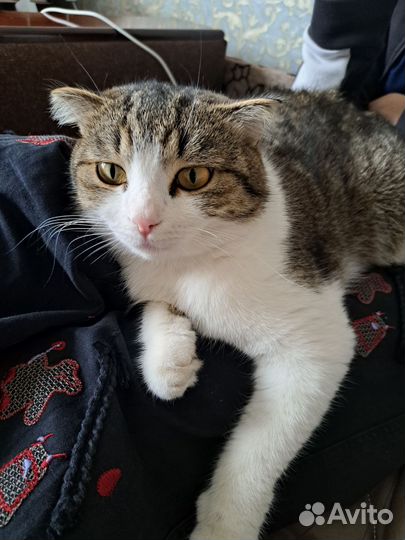 Кошки в дар бесплатно (породистые)